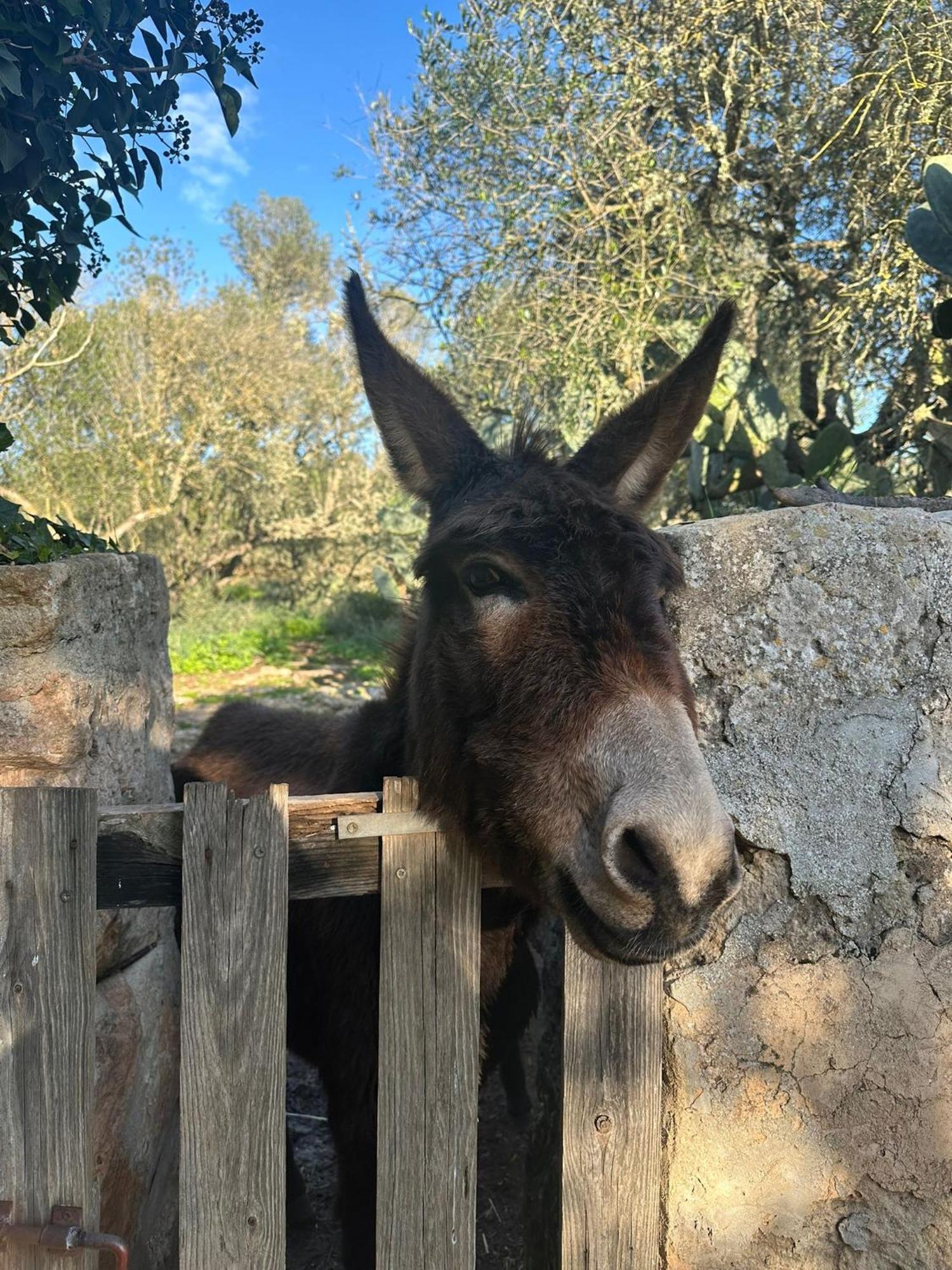 Agroturismo Finca Son Pieras Llucmajor  Esterno foto